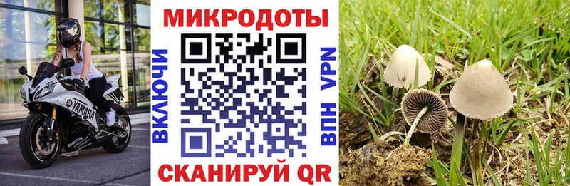 купить   Красный Холм  блэк спрут ссылки  Галлюциногенные грибы Psilocybe 